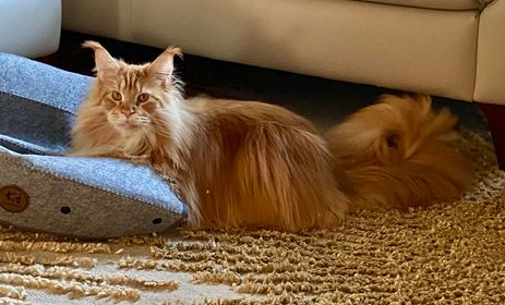red-maine-coon-cat-long-tail ⋆ Sassy Koonz Maine Coon Cattery red maine coon cat long tail one year old ear tufts