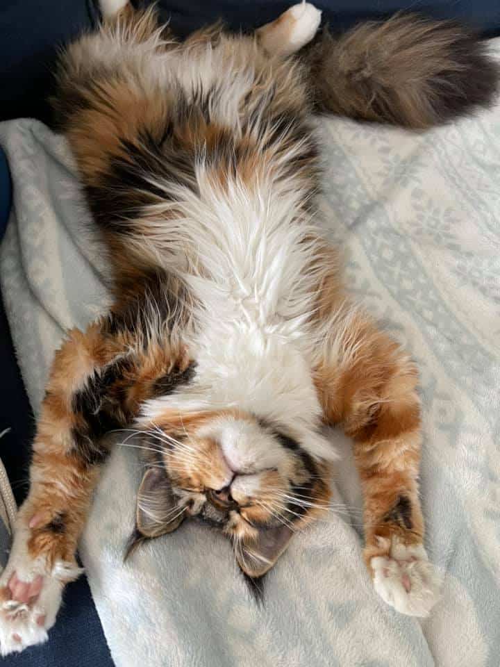 tortie-calico-maine-coon-cheech-on-her-back- โ Sassy Koonz Maine Coon Cattery tortie calico maine coon cat on her back sleeping paws in the air