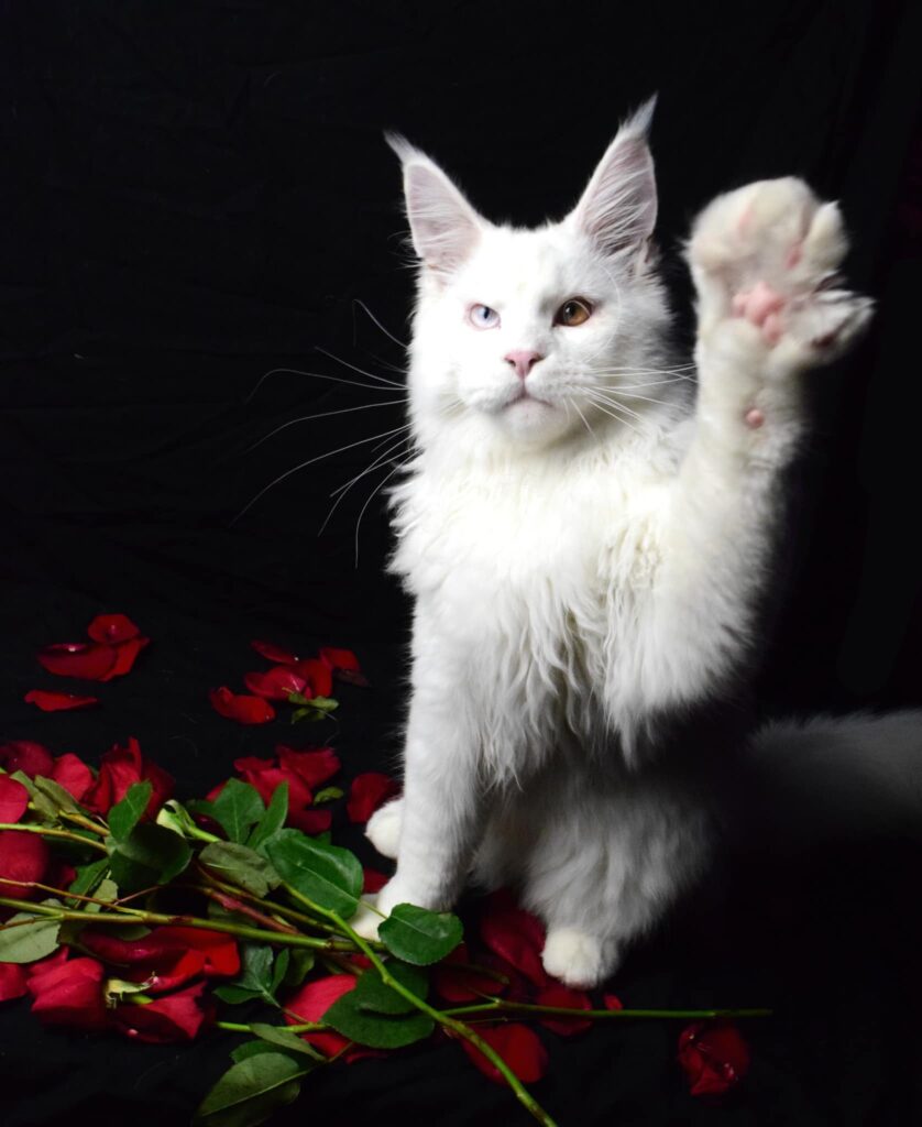 white-maine-coon-roses ⋆ Sassy Koonz Maine Coon Cattery white maine coon with roses on valentines day
