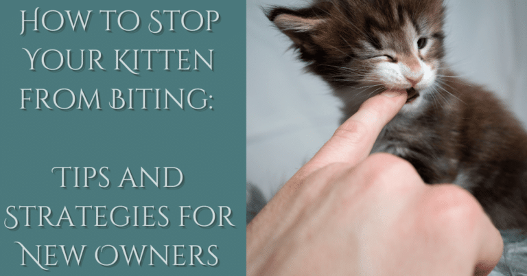 maine coon bites