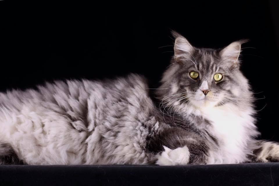 biggie fluffy giant maine coon cat