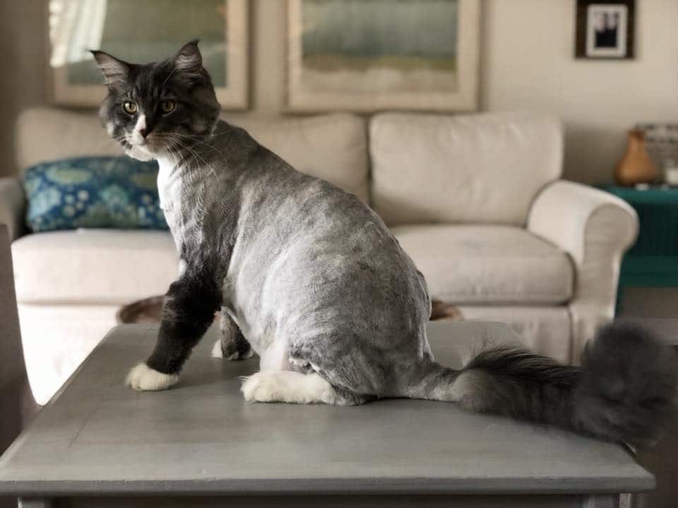 37954468_1572135443093880_2144955295242125312_n ⋆ Sassy Koonz Maine Coon Cattery lion cut maine coon blue silver