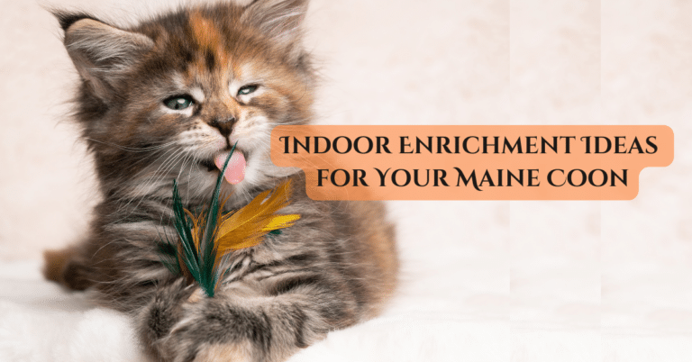 enrichment for cats