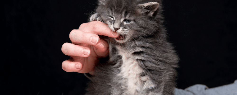 how-to-stop-a-kitten-from-biting ⋆ Sassy Koonz Maine Coon Cattery maine coon kitten biting a hand