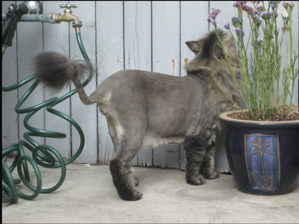 lion-cut-maine-coon ⋆ Sassy Koonz Maine Coon Cattery is it o to shave a maine coon cat