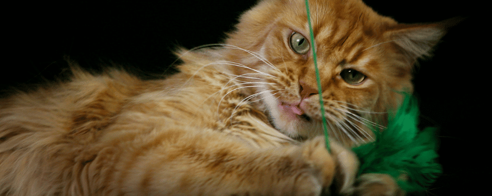maine-coon-with-green-feather-toy- ⋆ Sassy Koonz Maine Coon Cattery maine coon playing with toy instead of biting owner