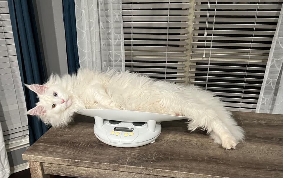 white-maine-coon-kittens-for-sale-odd-eyes ⋆ Sassy Koonz Maine Coon Cattery white maine coon kittens for sale odd eyes