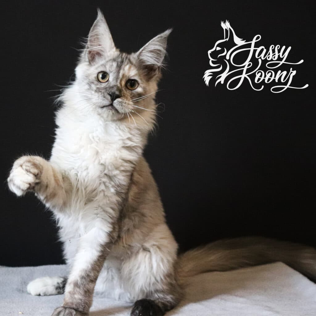 Black Smoke Tortie Maine Coon Slinky ⋆ Sassy Koonz Maine Coon Cattery how much are maine coon kittens