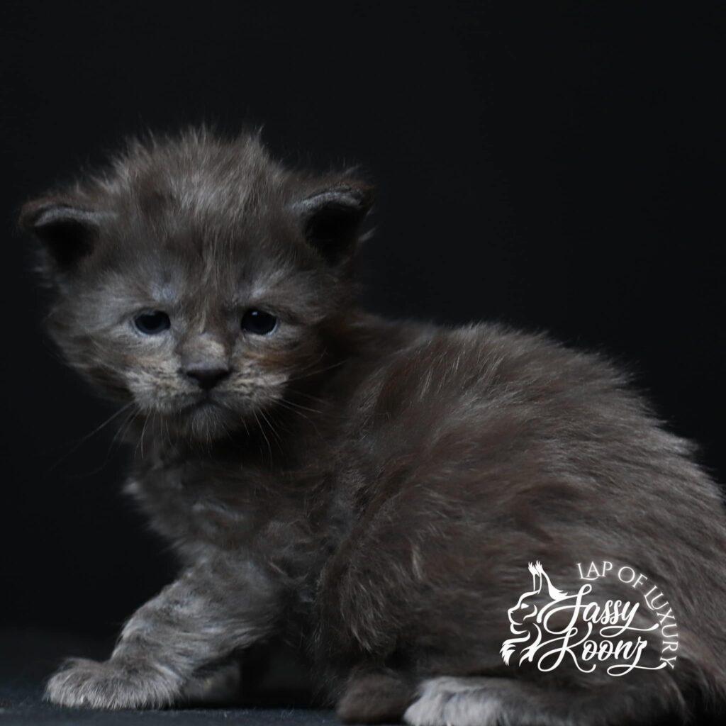 blue-smoke-maine-coon-kitten-for-sale ⋆ Sassy Koonz Maine Coon Cattery blue smoke maine coon kitten for sale