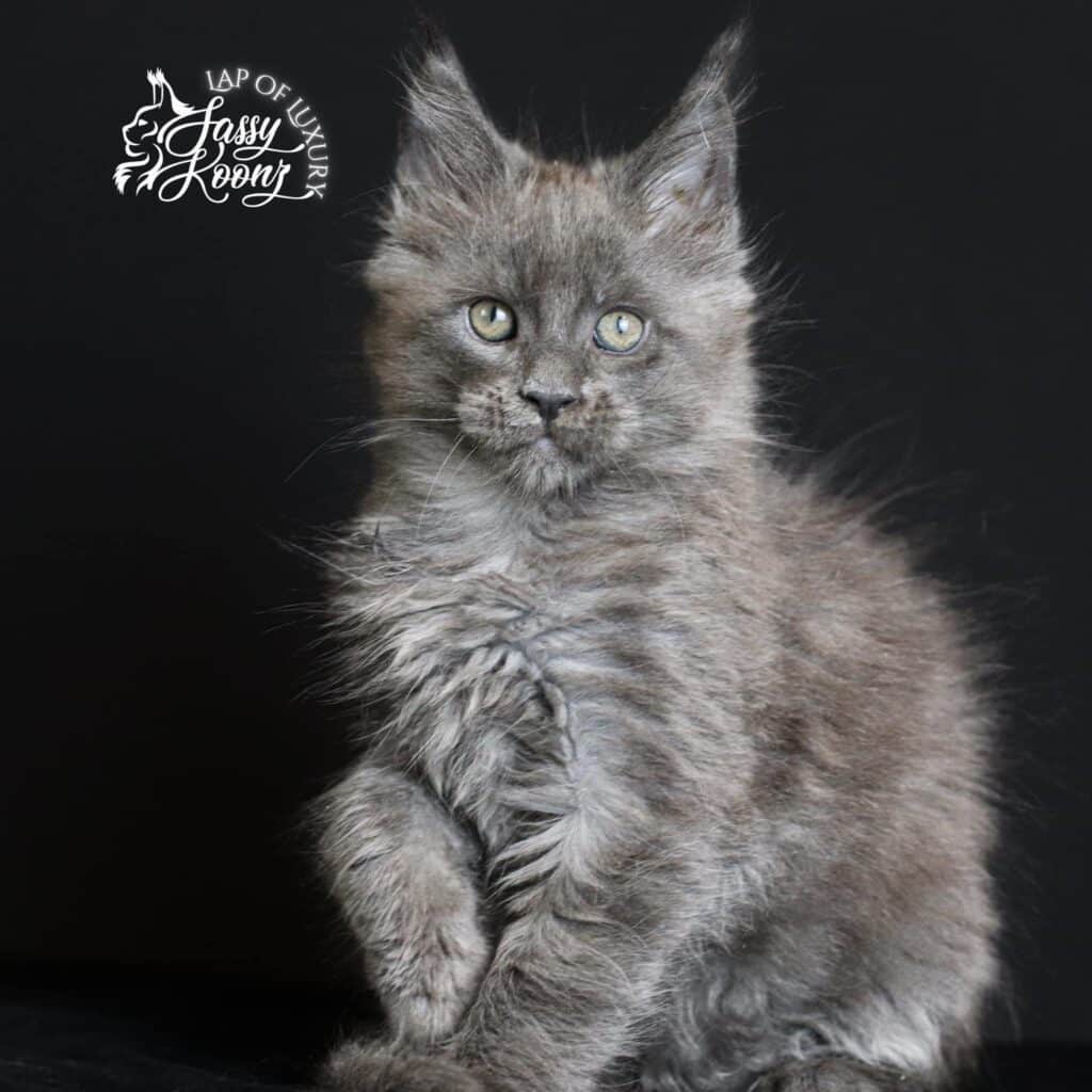 blue-smoke-maine-coon-kitten-nero-9-weeks-old ⋆ Sassy Koonz Maine Coon Cattery blue smoke maine coon kitten nero 9 weeks old paw up