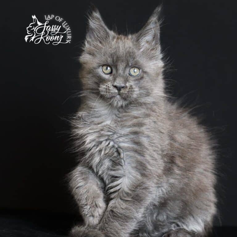 blue smoke maine coon kitten nero 9 weeks old paw up