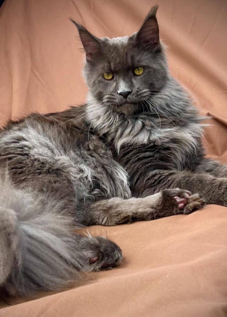 blue-smoke-maine-coon-sassy-koonz ⋆ Sassy Koonz Maine Coon Cattery blue smoke maine coon sassy koonz