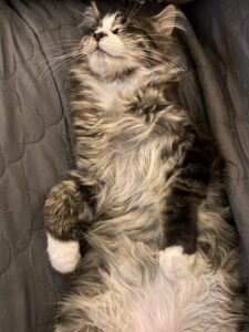 brown-tabby-maine-coon ⋆ Sassy Koonz Maine Coon Cattery young maine coon kitten sleeping on back