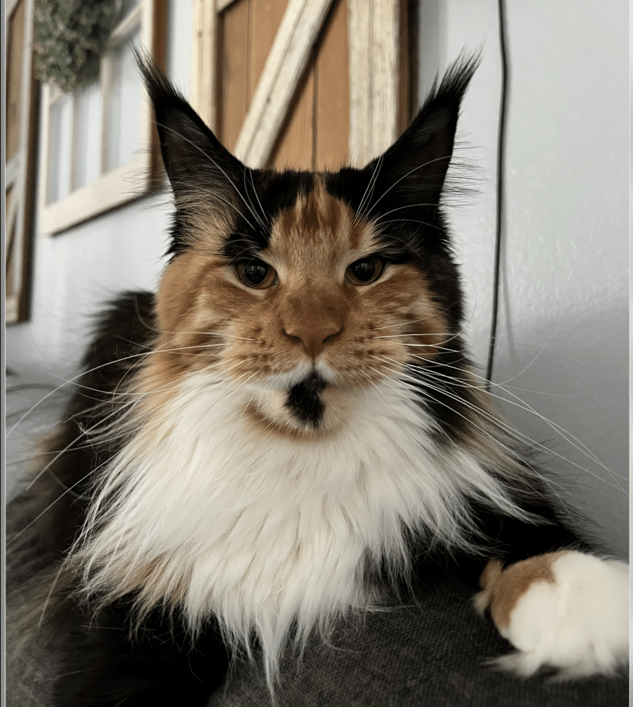 calico-maine-coon-girl-1-year-old ⋆ Sassy Koonz Maine Coon Cattery calico maine coon girl killy 1 year old