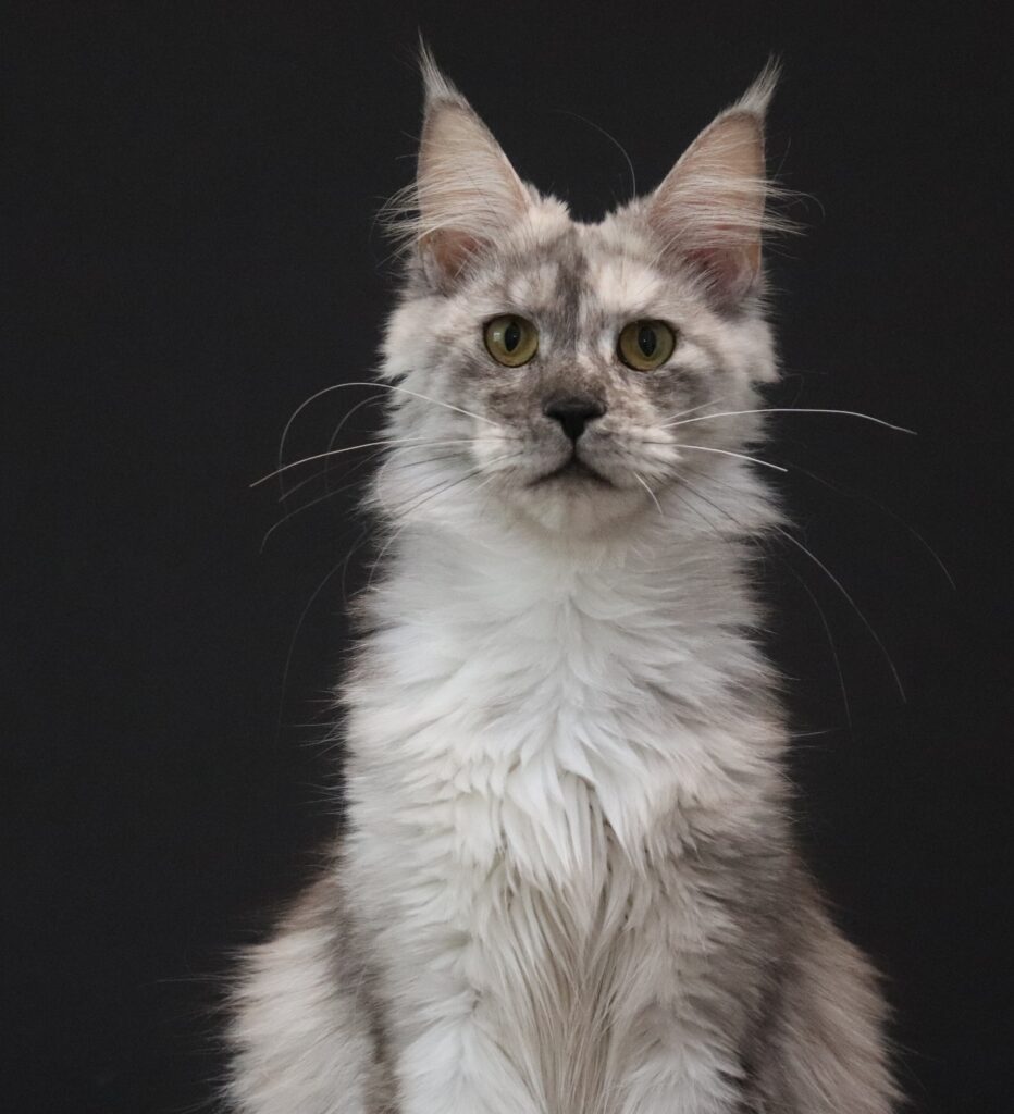 female-maine-coon-slinky-1-year ⋆ Sassy Koonz Maine Coon Cattery female maine coon slinky 1 year old