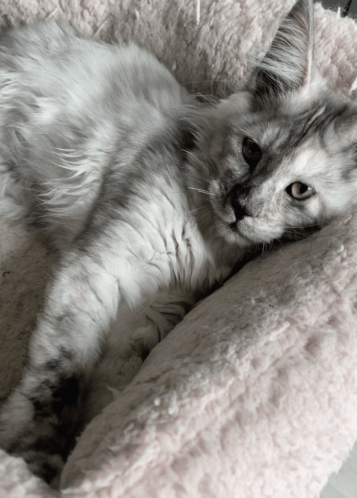 high-smoke-maine-coon ⋆ Sassy Koonz Maine Coon Cattery high smoke maine coon