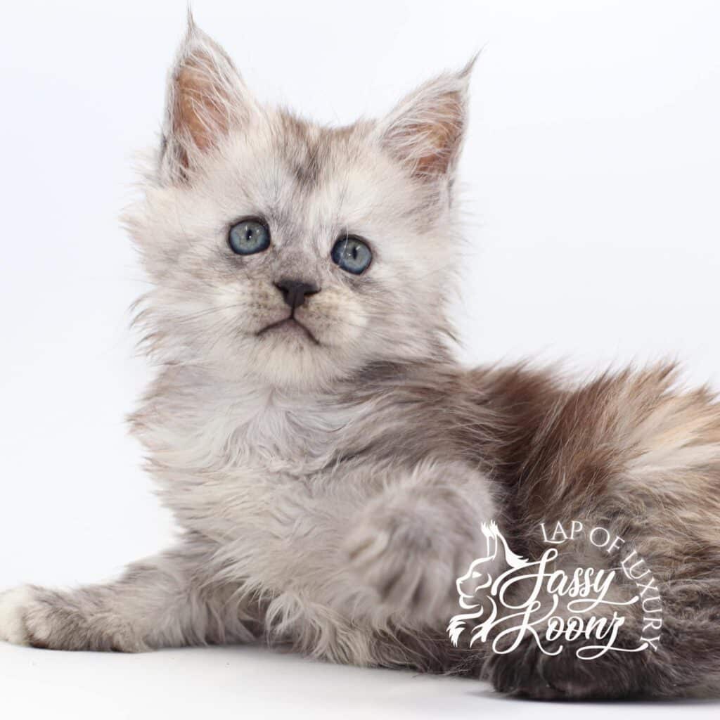 maine-coon-black-smoke-tortie-uhmah ⋆ Sassy Koonz Maine Coon Cattery maine coon black smoke tortie uhmah