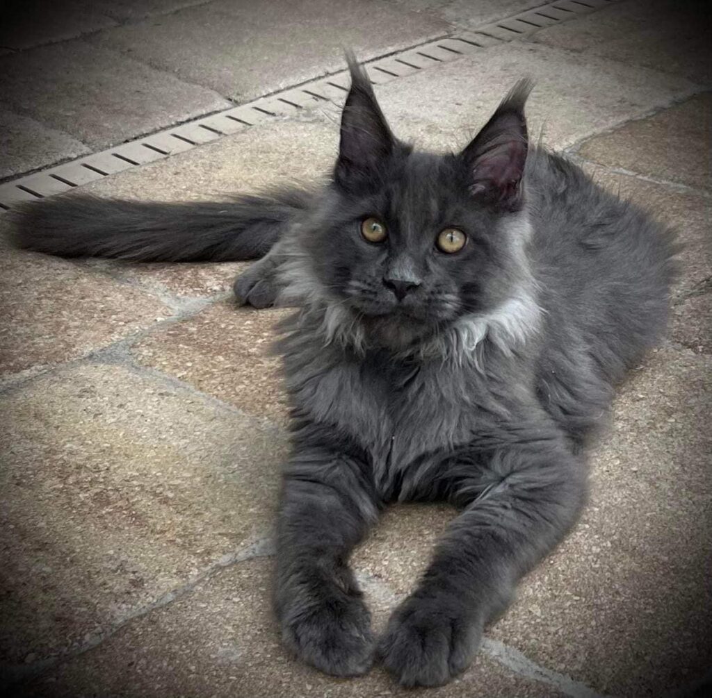 maine-coon-blue-smoke-nero ⋆ Sassy Koonz Maine Coon Cattery maine coon blue smoke nero kitten 5 months old