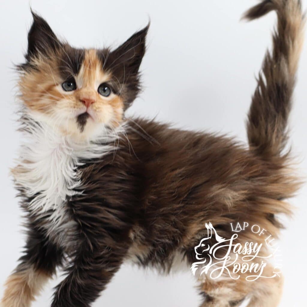 maine-coon-cat-if-looks-could-kill-calico ⋆ Sassy Koonz Maine Coon Cattery maine coon cat if looks could kill calico