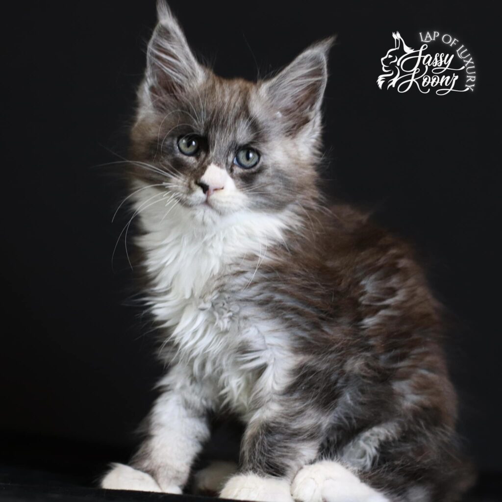 maine-coon-cats-for-sale-larry-young-kitten ⋆ Sassy Koonz Maine Coon Cattery maine coon cats for sale larry young kitten
