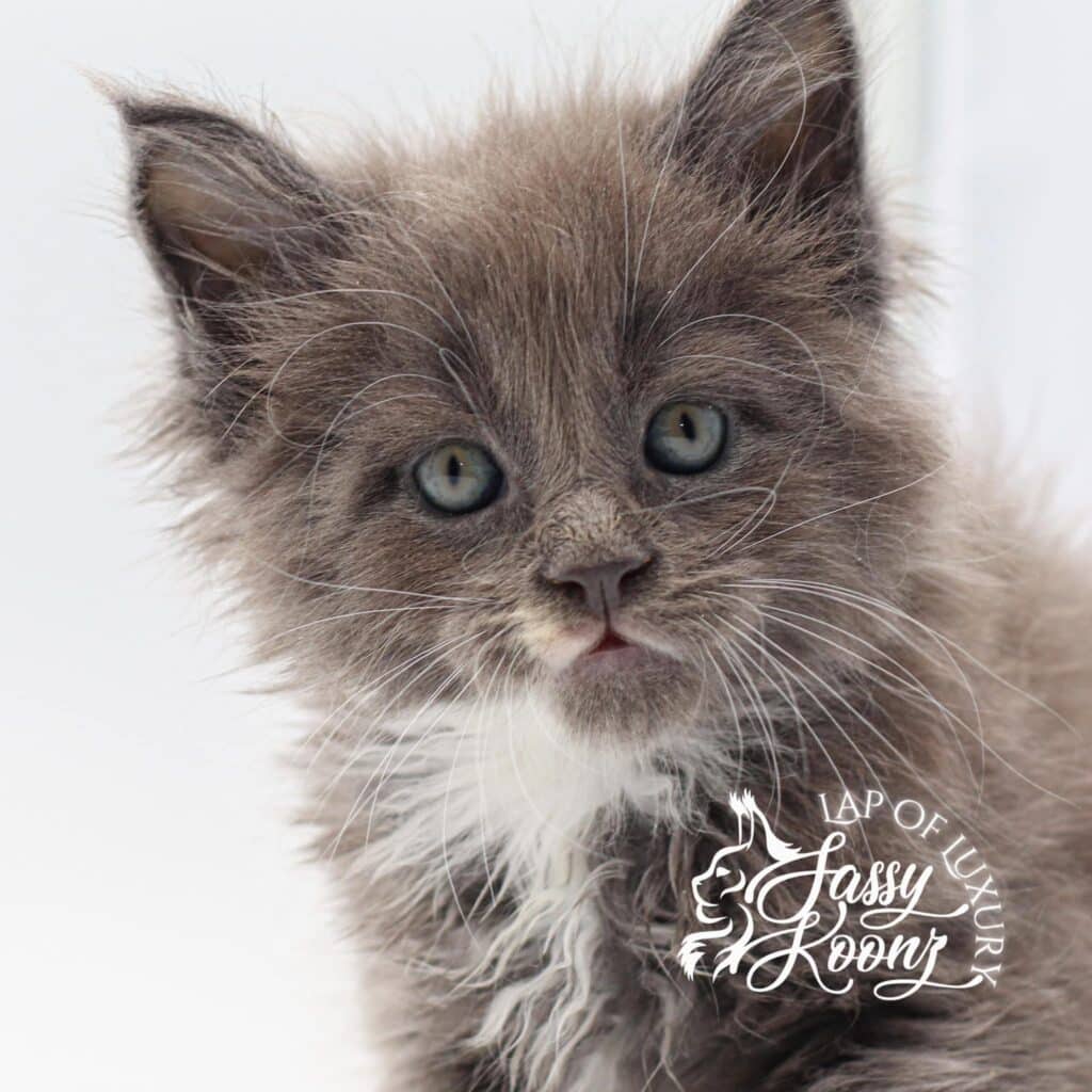 maine coon cats for sale mindreader