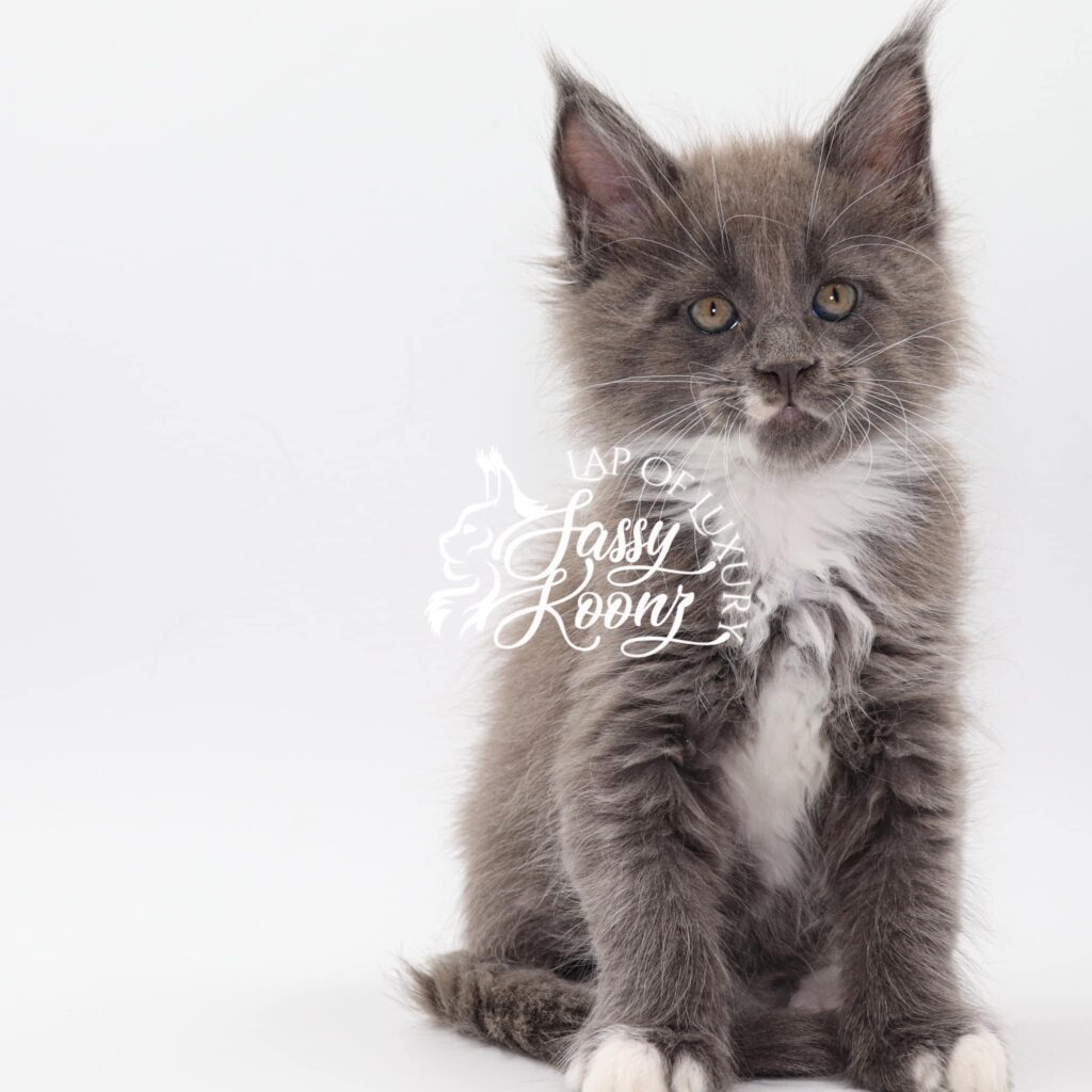maine-coon-cats-for-sale-mindreader-blue-white ⋆ Sassy Koonz Maine Coon Cattery maine coon cats for sale mindreader blue white