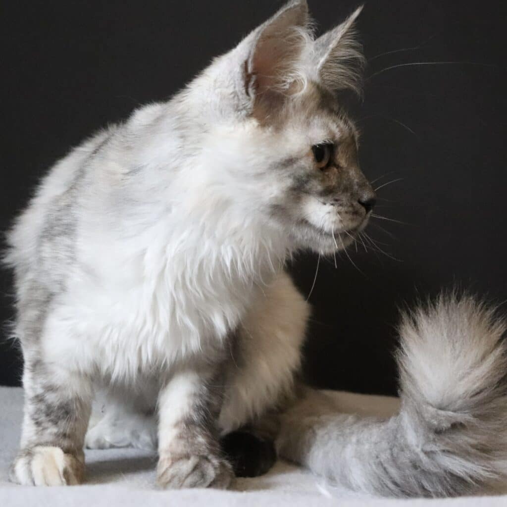 maine-coon-female-black-smoke-tortie0slinky ⋆ Sassy Koonz Maine Coon Cattery