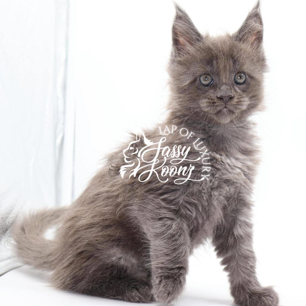 maine-coon-kitten-for-sale-rescue-me-blue-smoke ⋆ Sassy Koonz Maine Coon Cattery maine coon kitten for sale rescue me blue smoke