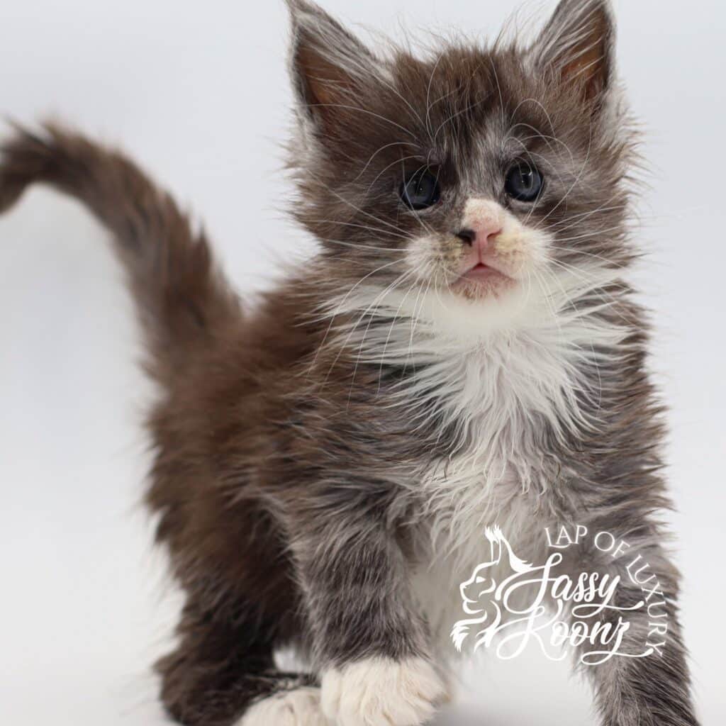 maine-coon-kitten-larry-5-weeks-old ⋆ Sassy Koonz Maine Coon Cattery maine coon kitten larry 5 weeks old