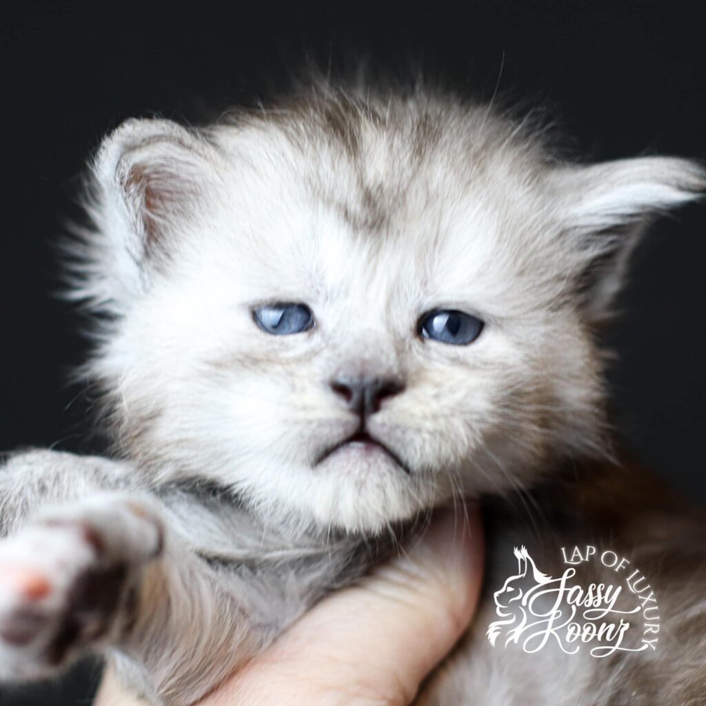 maine-coon-kitten-silver-tabby-hello ⋆ Sassy Koonz Maine Coon Cattery maine coon kitten silver tabby hello 3 weeks old