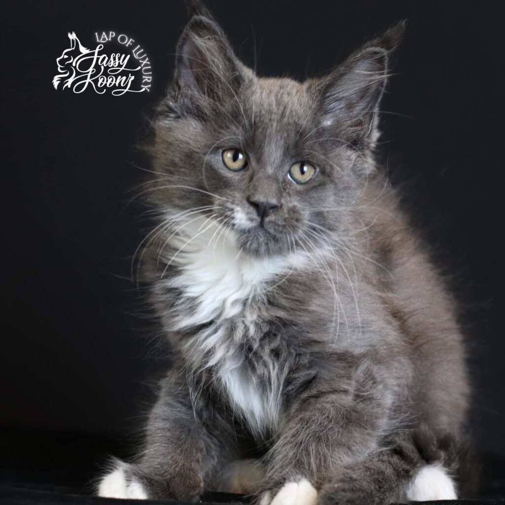 maine-coon-kittens-for-sale-minreader ⋆ Sassy Koonz Maine Coon Cattery maine coon kittens for sale mindreader blue and white