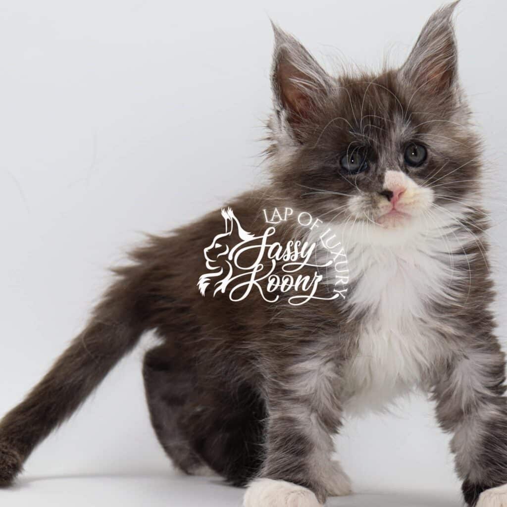 maine-coon-kittens-larry-black-smoke-white ⋆ Sassy Koonz Maine Coon Cattery maine coon kiteens larry black smoke white