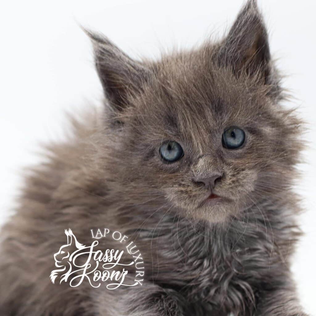 maine-coon-rescue-me-for-sale ⋆ Sassy Koonz Maine Coon Cattery maine coon rescue me for sale