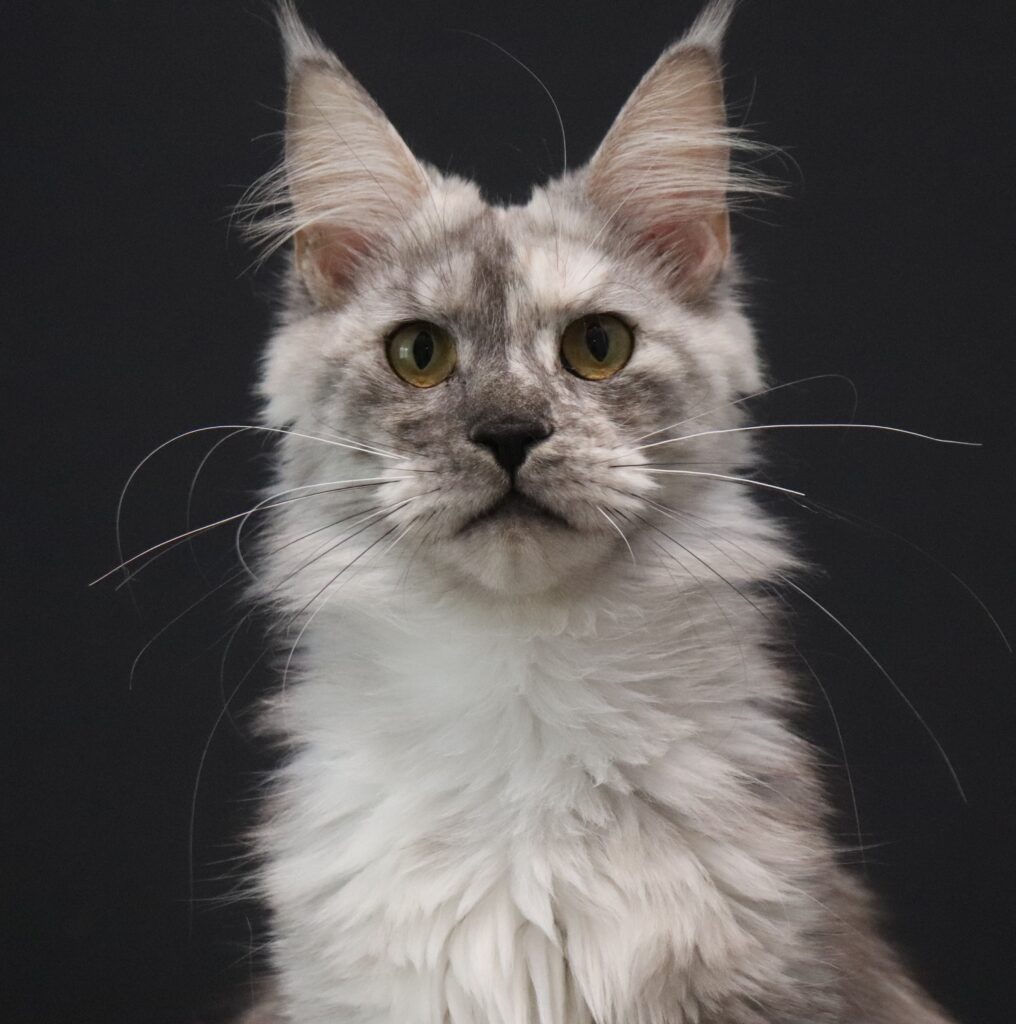 slinky-black-smoke-tortie-1-year ⋆ Sassy Koonz Maine Coon Cattery slinky black smoke tortie 1 year old