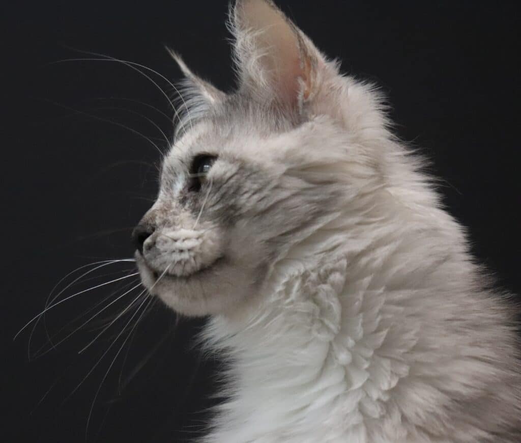 slinky-majestic-female-maine-coon ⋆ Sassy Koonz Maine Coon Cattery slinky majestic female maine coon