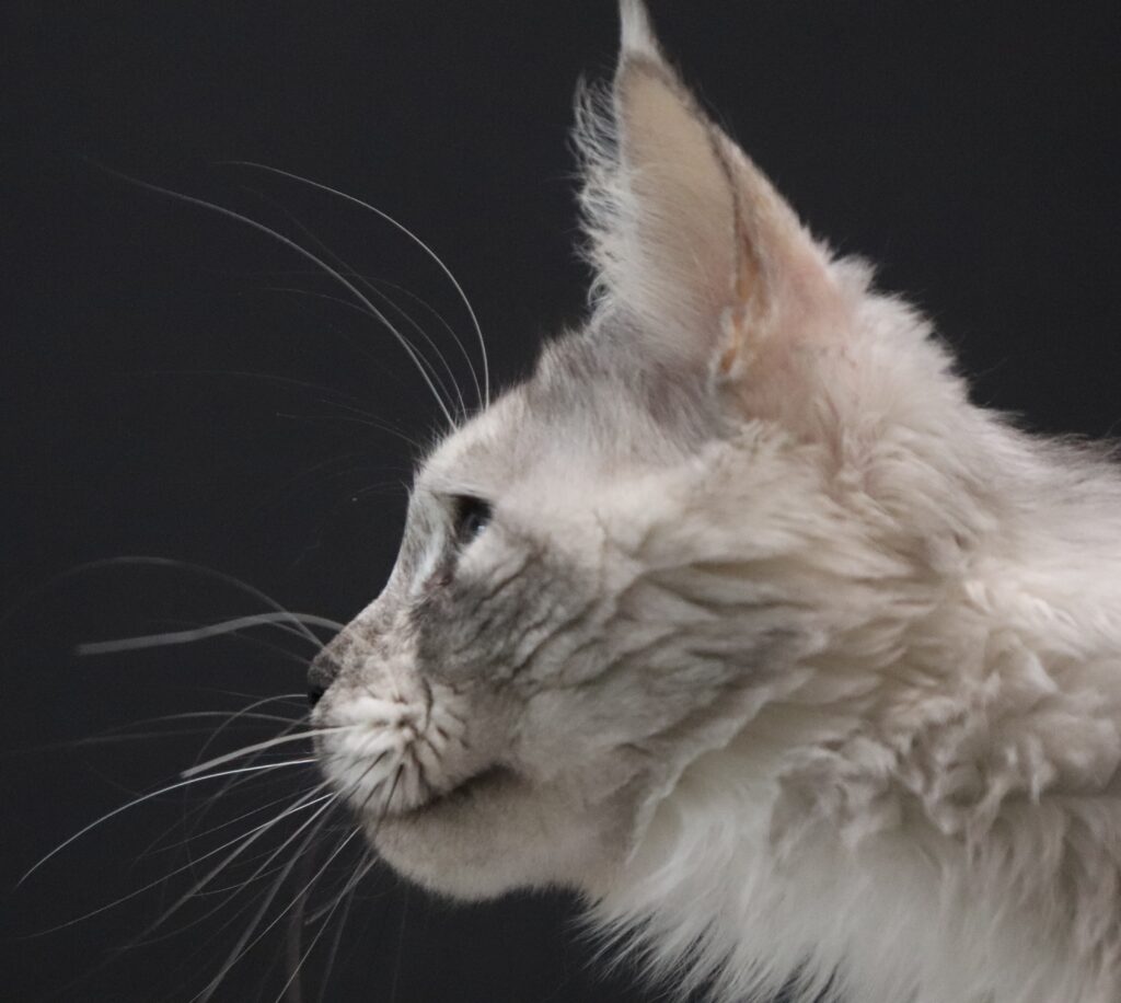 slinky-profile-1-year ⋆ Sassy Koonz Maine Coon Cattery slinky profile 1 year old maine coon
