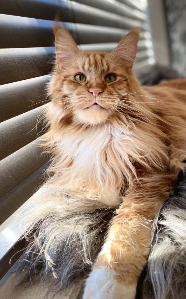 red-with-white-maine-coon-cat-syd-adult ⋆ Sassy Koonz Maine Coon Cattery red with white maine coon cat adult syd in window sill