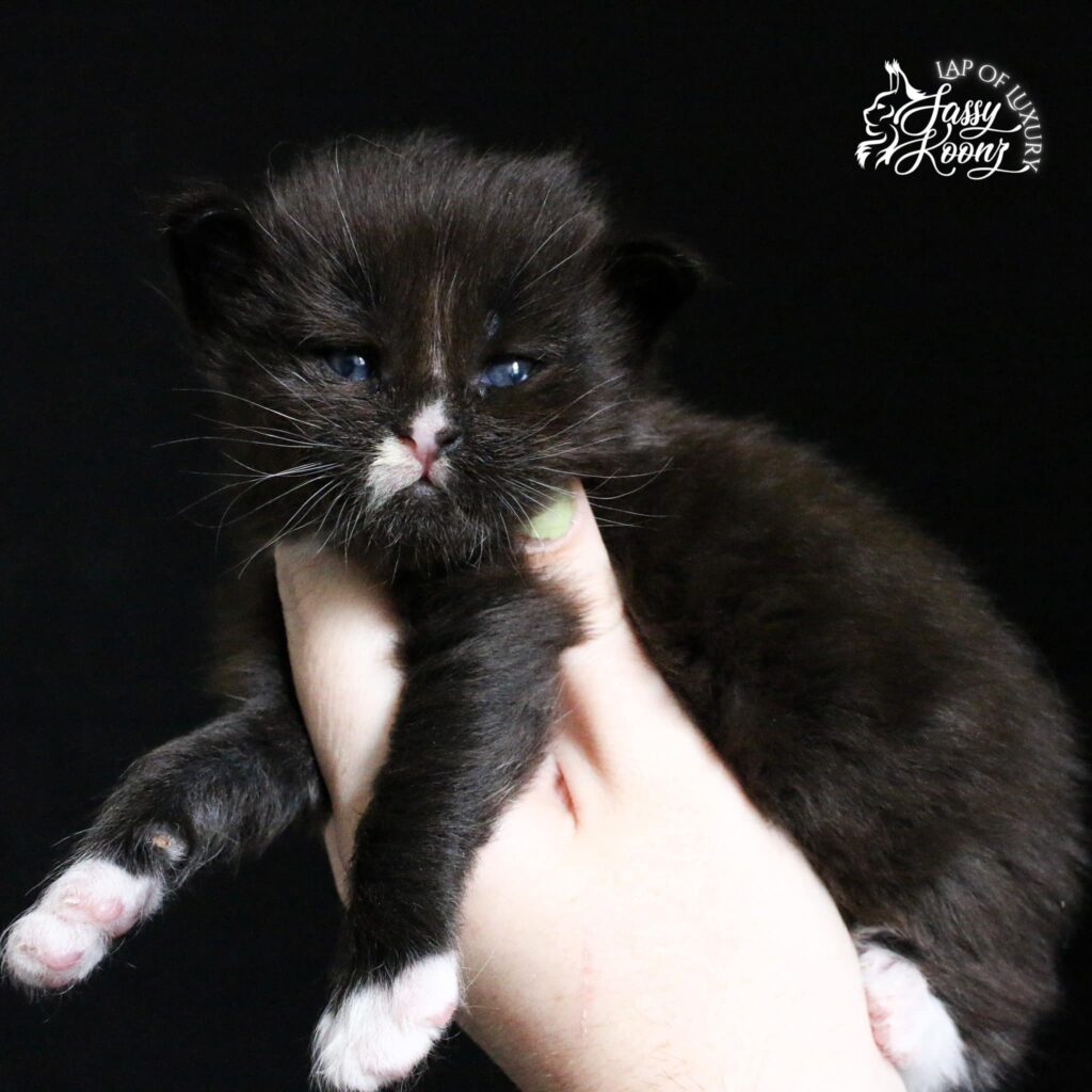3-week-old-black-and-white-maine-coon-kitten ⋆ Sassy Koonz Maine Coon Cattery hardy inspired maine coon kitten being held in hand, 3 weeks old,