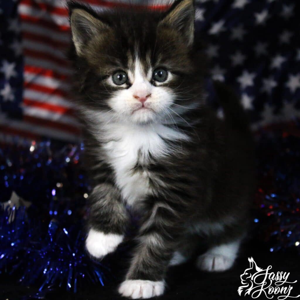 bicolor-maine-coon-cat-5-weeks-old-jacky ⋆ Sassy Koonz Maine Coon Cattery bicolor maine coon cat 5 weeks old jacky