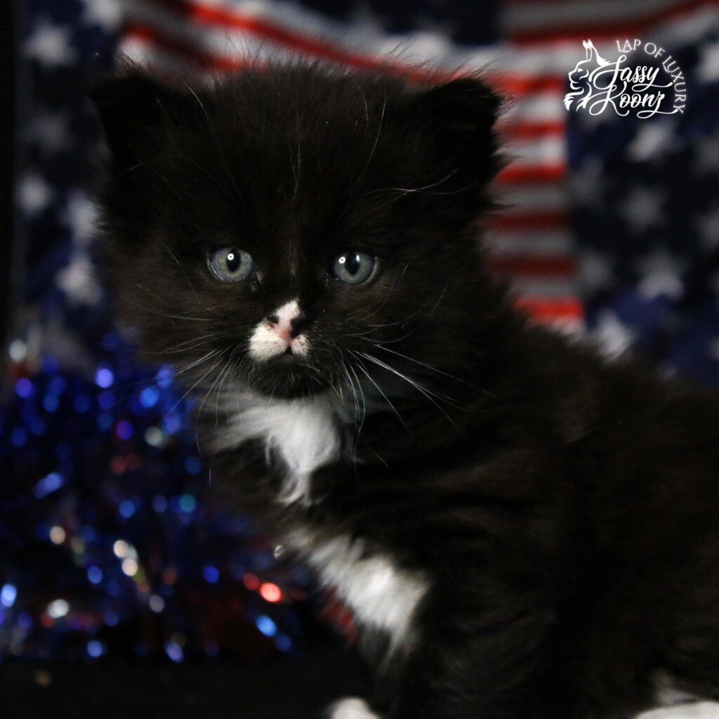 black-and-white-maine-coon-cat-thirty ⋆ Sassy Koonz Maine Coon Cattery black and white maine coon cat thirty