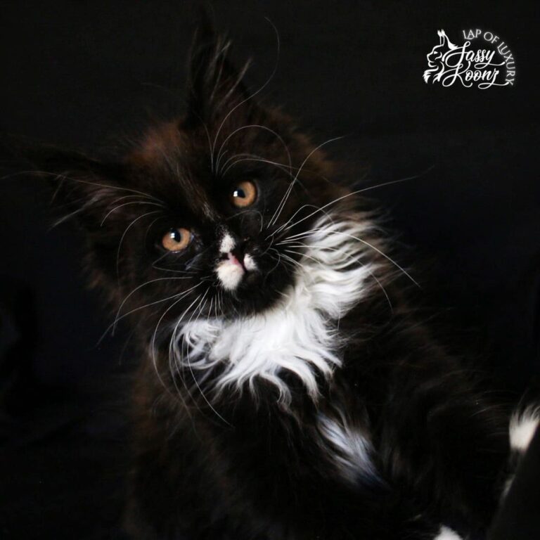 beautiful black and white maine coon kitten for sale striking a pose