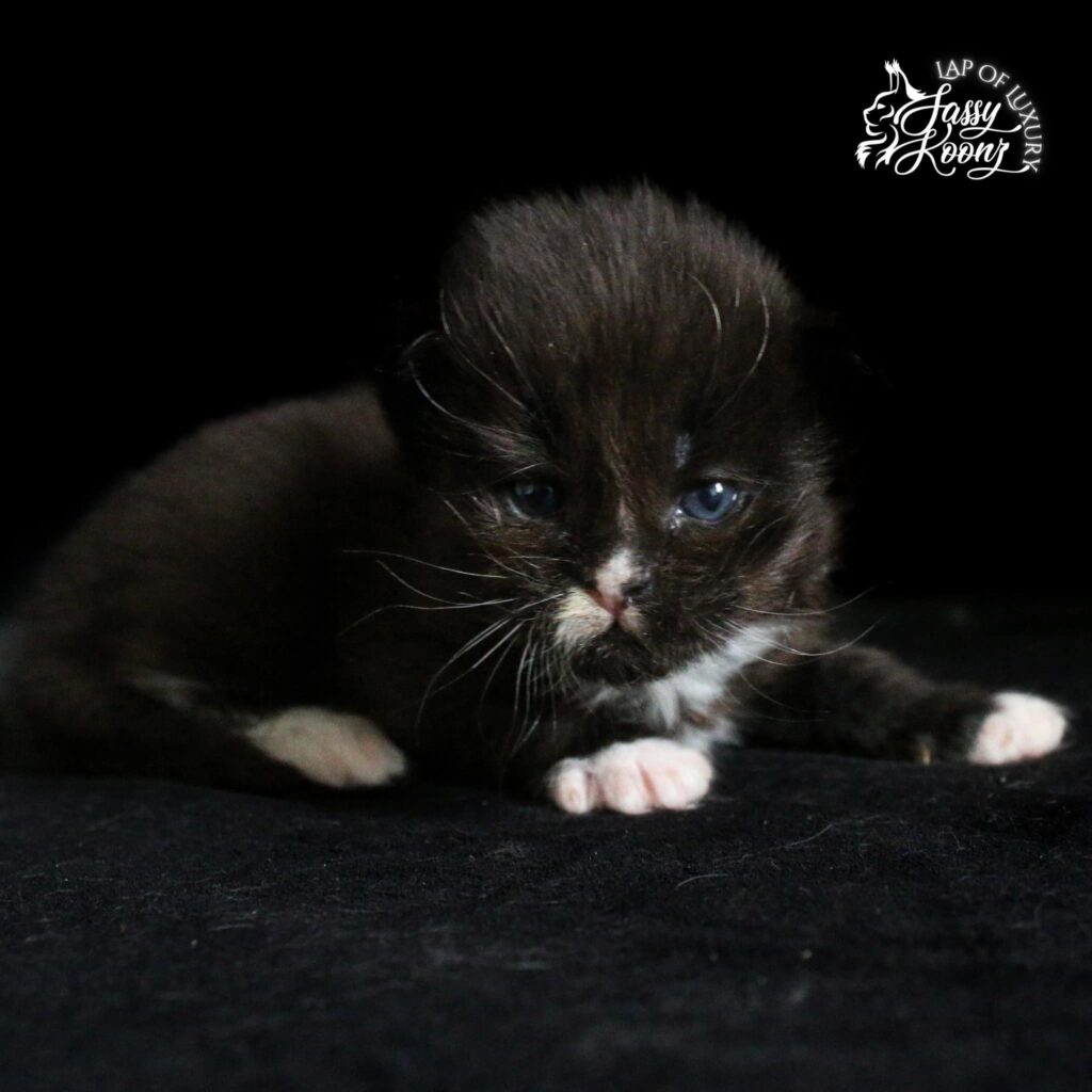 black and white maine coon kitten 3 weeks old ⋆ Sassy Koonz Maine Coon Cattery giant maine coon kitten from sassy koonz shown at 3 weeks old, named after Hardy