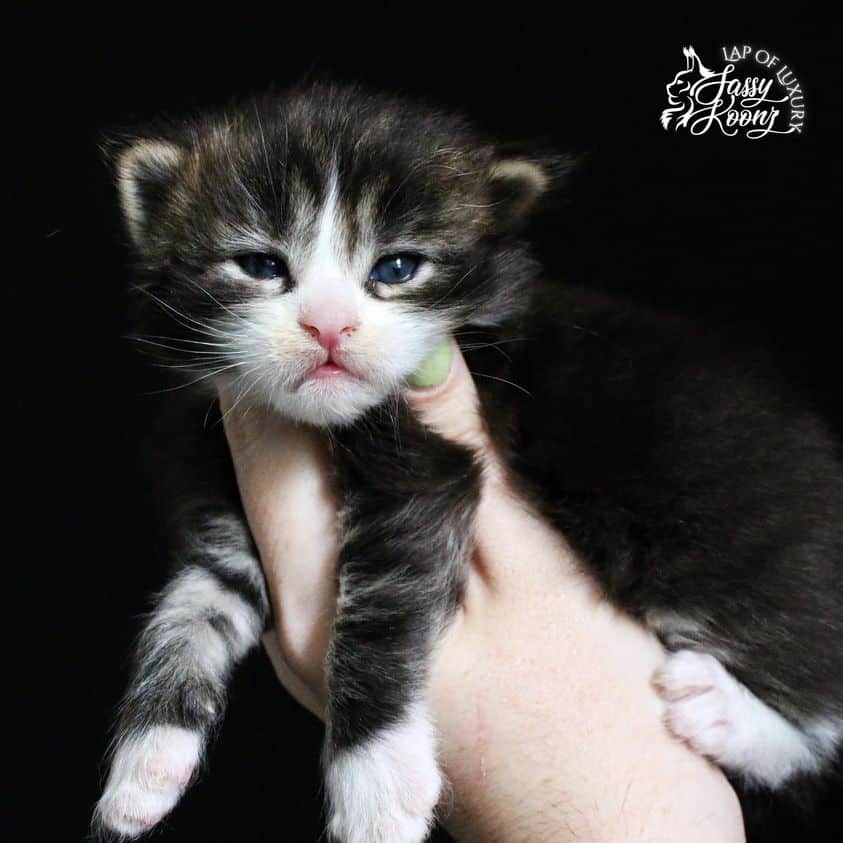 black-classic-tabby-with-white-3-week-old-maine-coon-kitten ⋆ Sassy Koonz Maine Coon Cattery