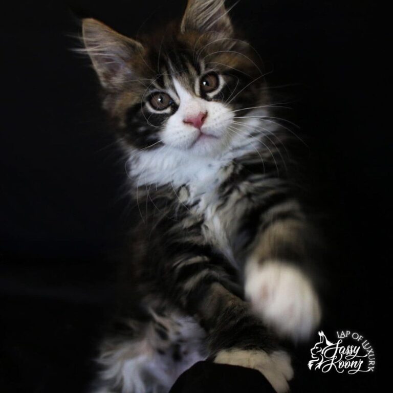 maine coon kitten for sale 11 weeks old black classic tabby waving paw at camera