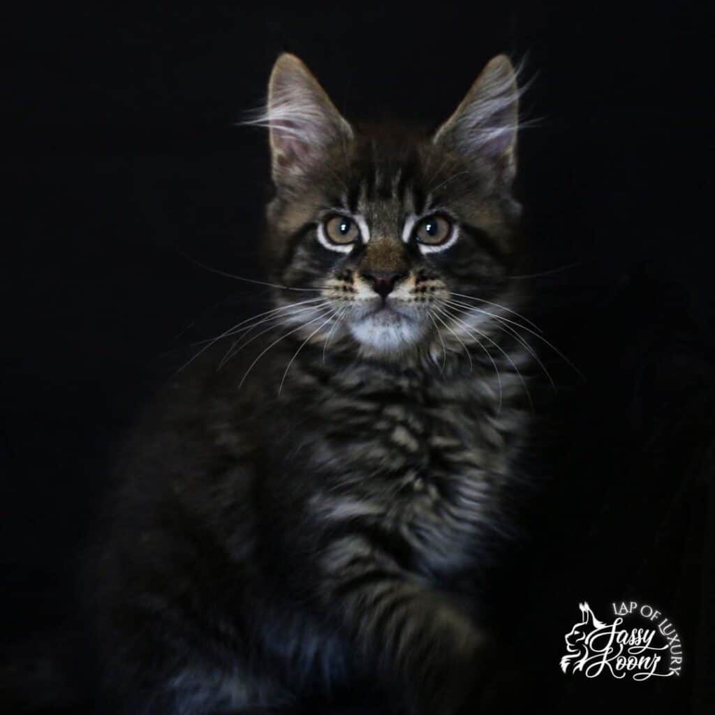 black mackerel tabby maine coon boy 11 weeks old ⋆ Sassy Koonz Maine Coon Cattery black mackerel tabby maine coon boy sitting up looking at the camera