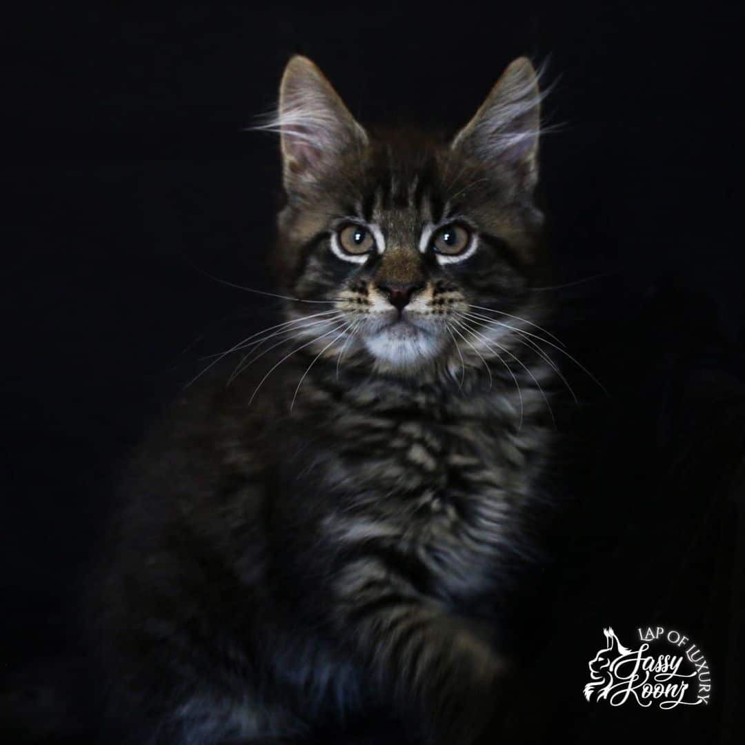 black mackerel tabby maine coon boy sitting up looking at the camera