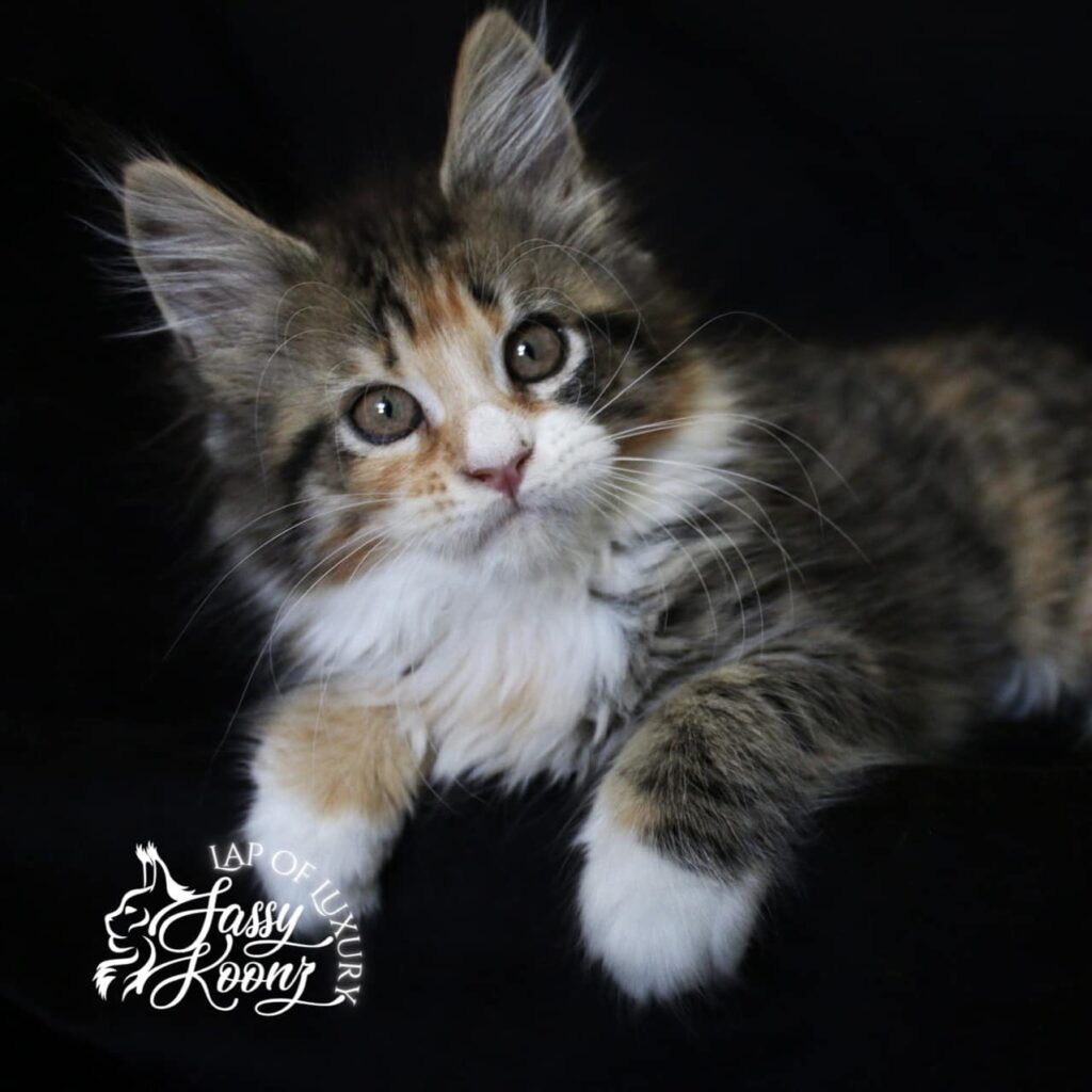 black mackerel torbie maine coon kitten 11 weeks old ⋆ Sassy Koonz Maine Coon Cattery black mackerel tabby maine coon girl striking a pose laying down
