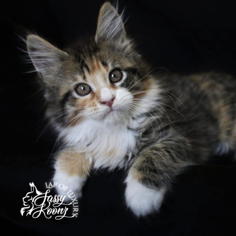 black mackerel tabby maine coon girl striking a pose laying down