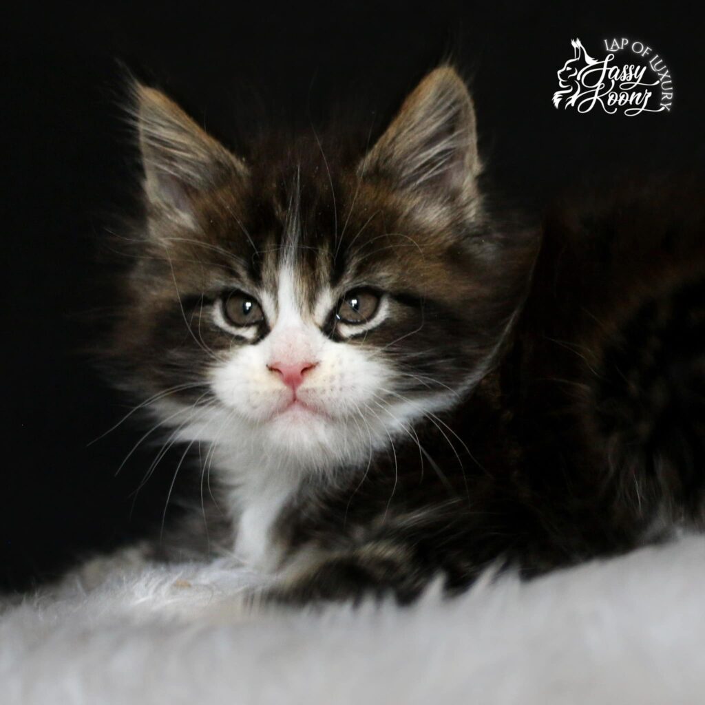black-tabby-white-maine-coon-cats-for-sale ⋆ Sassy Koonz Maine Coon Cattery