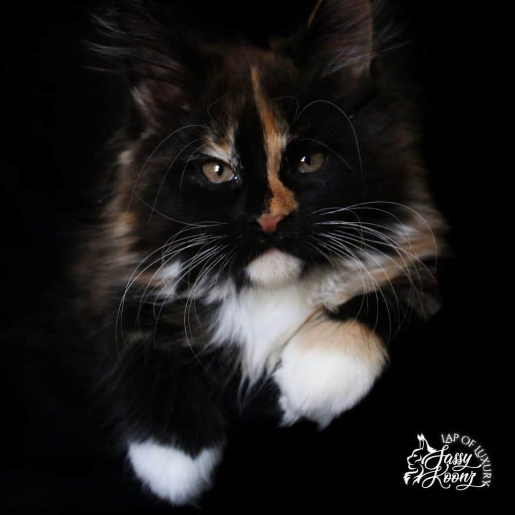 black tortie with white maine coon kitten 11 weeks old ⋆ Sassy Koonz Maine Coon Cattery maine coon tortie kitten with her paw under her chest 11 weeks old